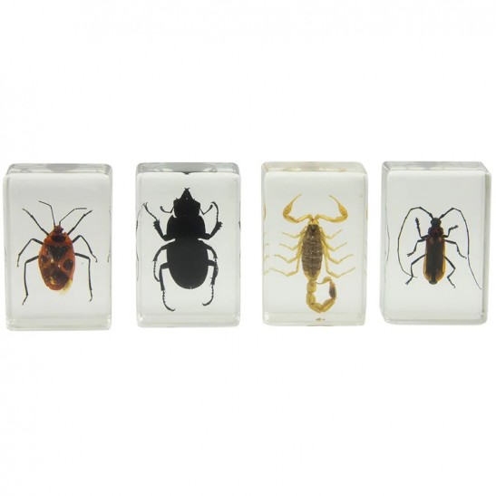 Bug Specimen Kit 1