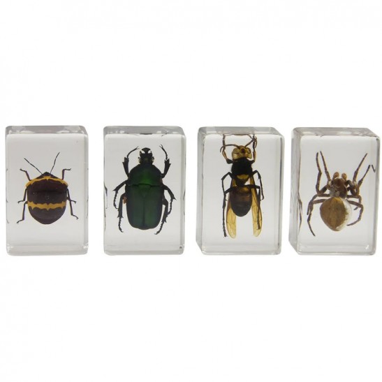 Celestron 3D Bug Specimen Kit No 2