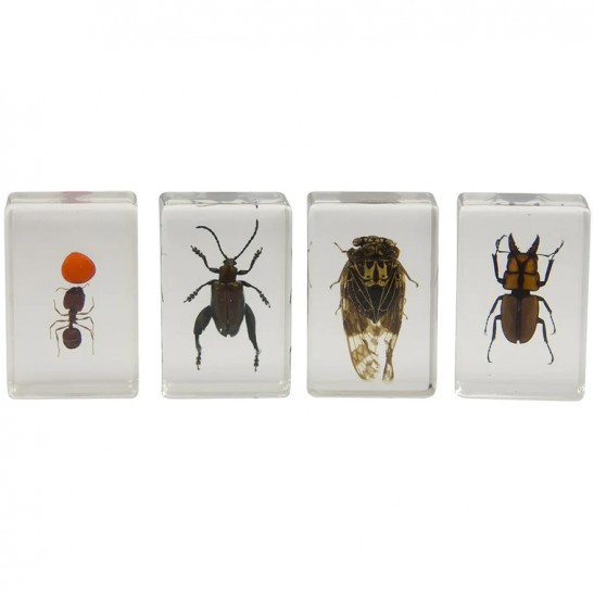 Celestron 3D Bug Specimen Kit No 3