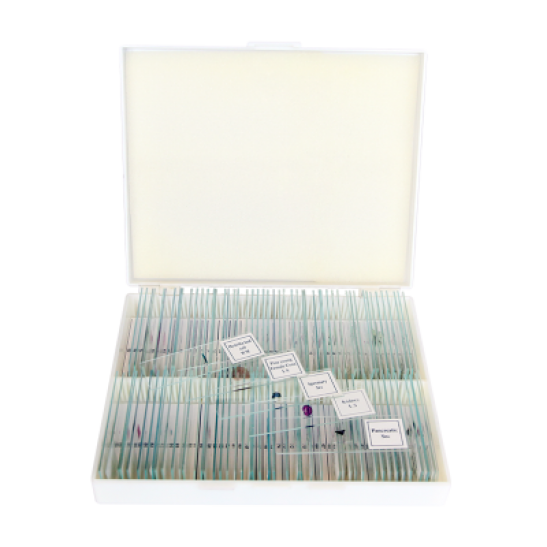 saxon Prepared Biological Microscope Slides (100pc)