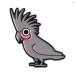 black cockatoo